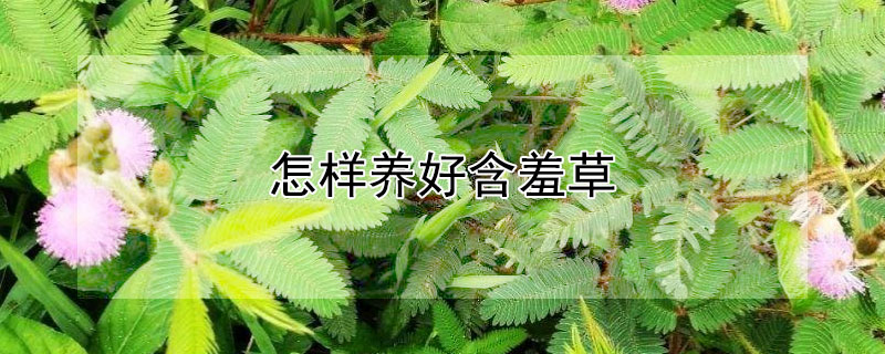 怎样养好含羞草 如何养活含羞草