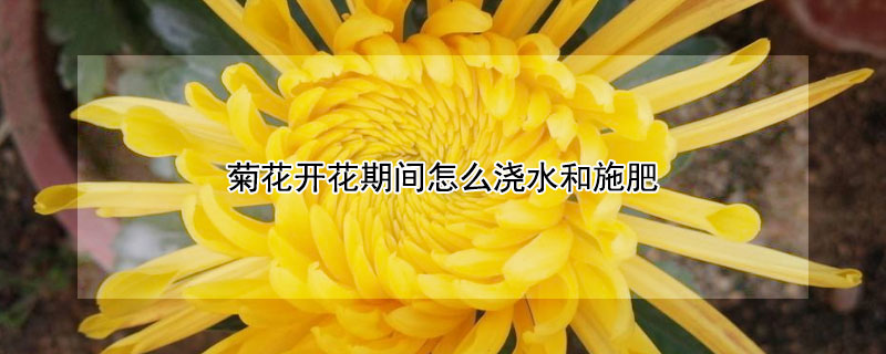 菊花开花期间怎么浇水和施肥 菊花在开花时施什么肥