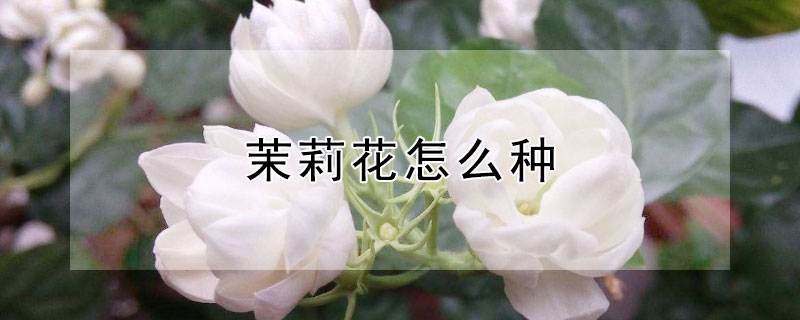 茉莉花怎么种（茉莉花怎么种植方法）