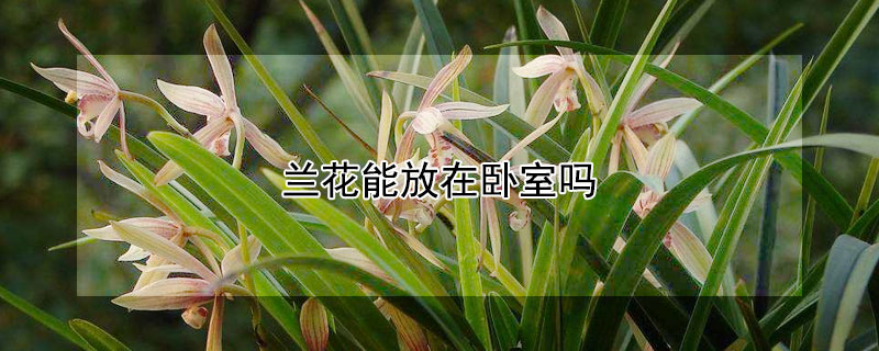 兰花能放在卧室吗 兰花能放在卧室吗对人有伤害吗?