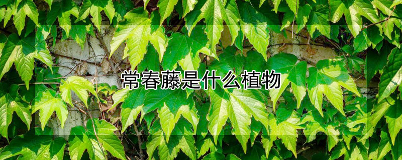 常春藤是什么植物 常春藤是什么植物类型