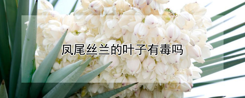 凤尾丝兰的叶子有毒吗（凤尾丝兰有没有毒）