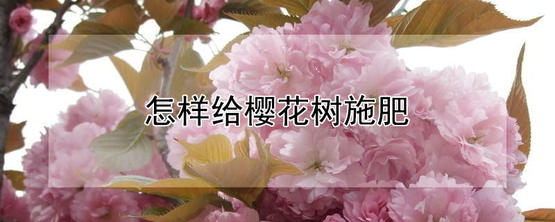 怎样给樱花树施肥（樱花树施肥用什么肥料）