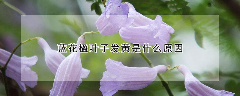 蓝花楹叶子发黄是什么原因（蓝花楹叶子枯黄掉落）