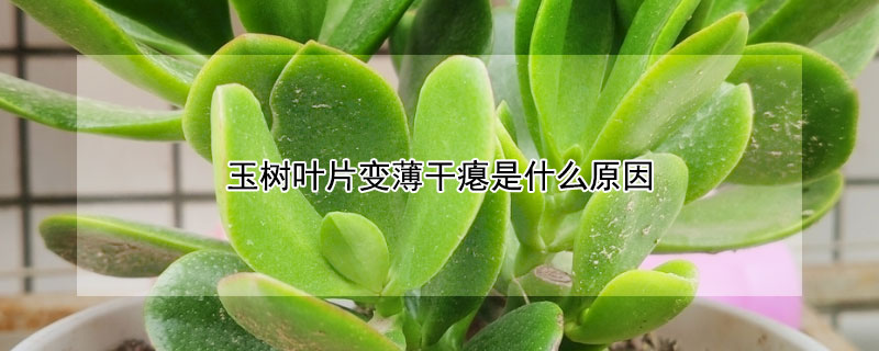 玉树叶片变薄干瘪是什么原因 玉树叶片变薄干瘪是什么原因引起的