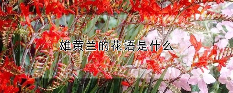 雄黄兰的花语是什么（雄黄兰有几种颜色）