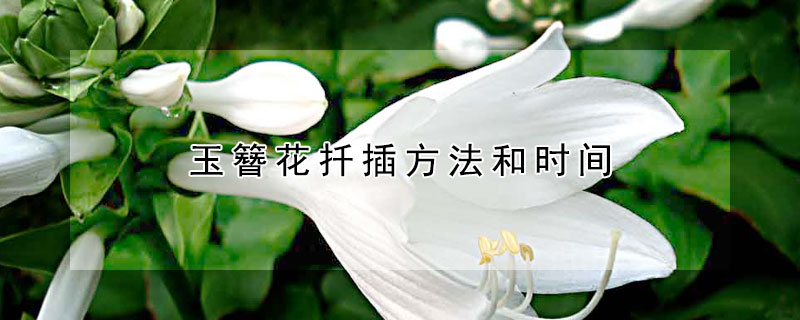 玉簪花扦插方法和时间（玉簪花怎样繁殖）