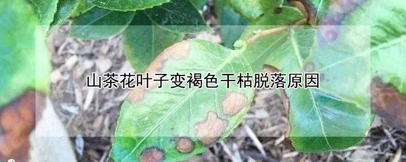 山茶花叶子变褐色干枯脱落原因（茶树叶子一半像烧焦一样）