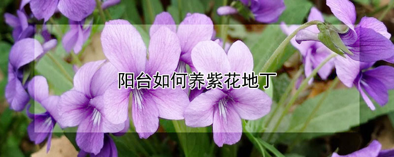 阳台如何养紫花地丁 盆栽紫花地丁