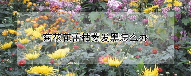 菊花花蕾枯萎发黑怎么办 菊花花蕾蔫了怎么办