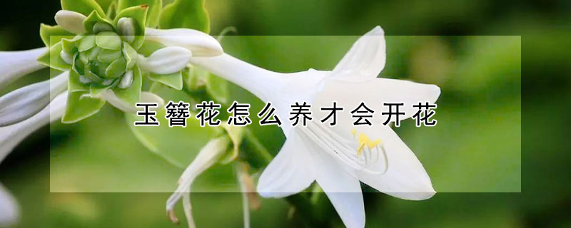 玉簪花怎么养才会开花（玉簪花的养护方法）