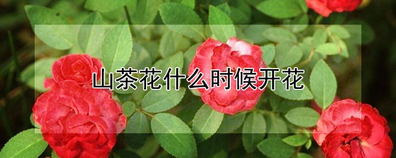 山茶花什么时候开花（云南山茶花什么时候开花）