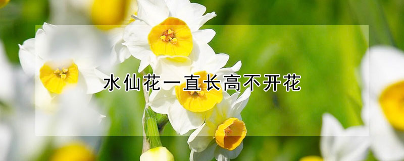 水仙花一直长高不开花（水仙花一直长高不开花什么原因）