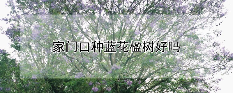 家门口种蓝花楹树好吗（家门口种蓝花楹树好吗视频）