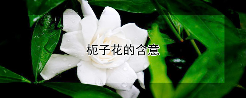 枙子花的含意 枙子花的含意和寓意