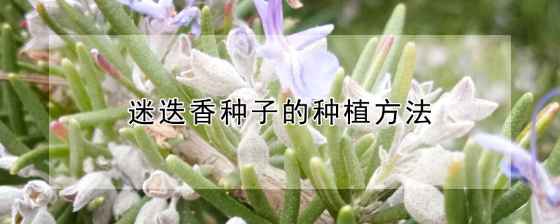 迷迭香种子的种植方法（迷迭香种子的种植方法视频）