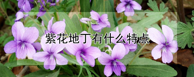 紫花地丁有什么特点 紫花地丁有什么特点吗