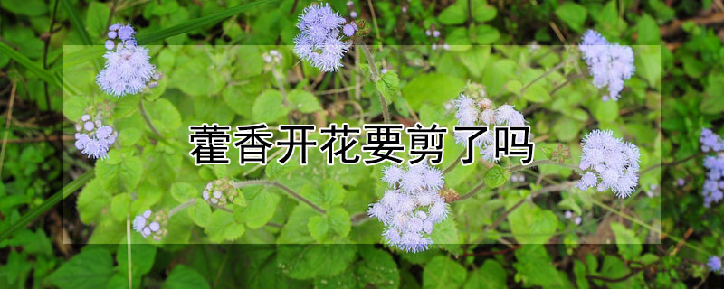 藿香开花要剪了吗（藿香开花了还能吃吗）