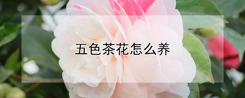 五色茶花怎么养（五色赤丹茶花怎么养）