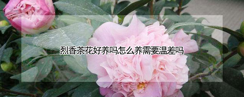 烈香茶花好养吗怎么养需要温差吗（烈香茶花优缺点）