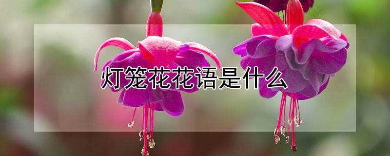 灯笼花花语是什么 灯笼花的花语是什么