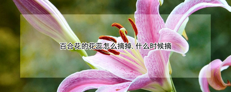 百合花的花蕊怎么摘掉,什么时候摘 百合花花蕊什么时候摘掉合适