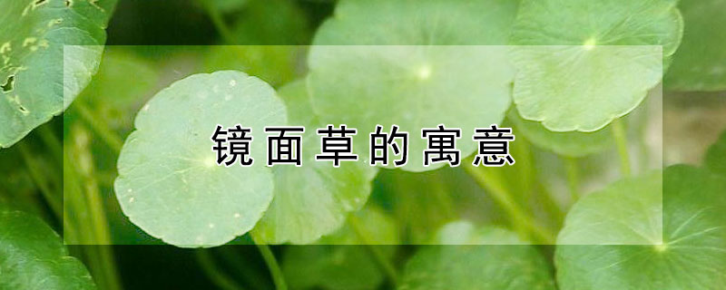 镜面草的寓意（镜面草的寓意是什么）