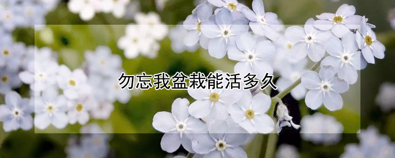 勿忘我盆栽能活多久（勿忘我花可以养多久）