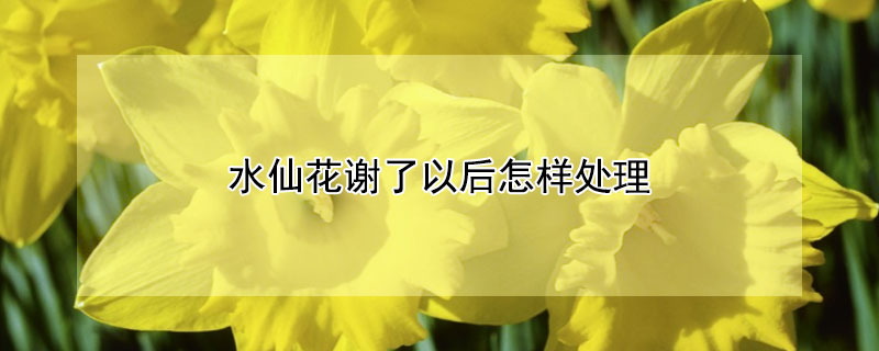 水仙花谢了以后怎样处理（水仙花谢了以后怎样处理呢）