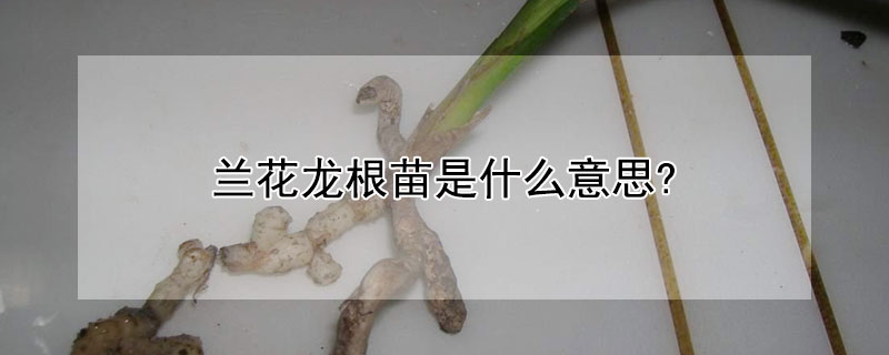 兰花龙根苗是什么意思? 兰花 龙根