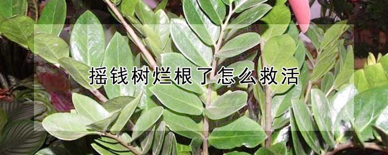 摇钱树烂根了怎么救活（摇钱树烂根的急救方法）