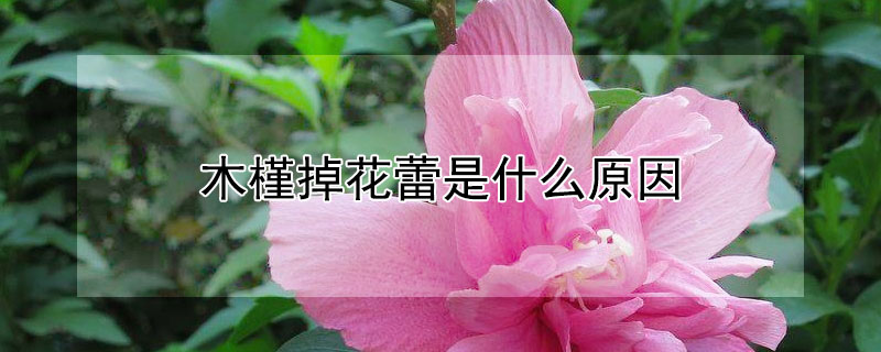 木槿掉花蕾是什么原因（木槿花掉花蕾怎么办）