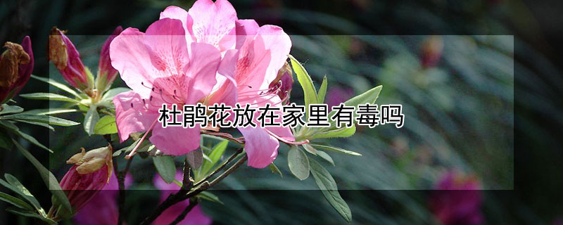 杜鹃花放在家里有毒吗（杜鹃花放在屋里有毒吗）