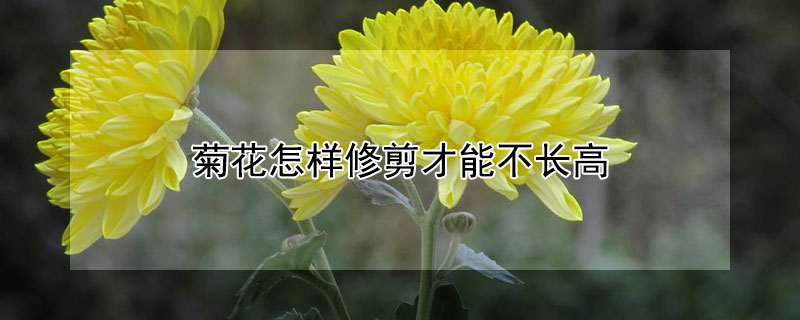 菊花怎样修剪才能不长高（菊花怎样修剪才能不长高视频）