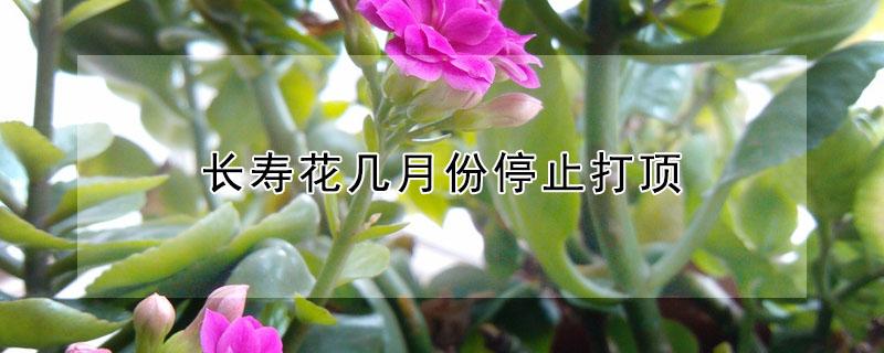 长寿花几月份停止打顶 长寿花几月份就不能打顶了