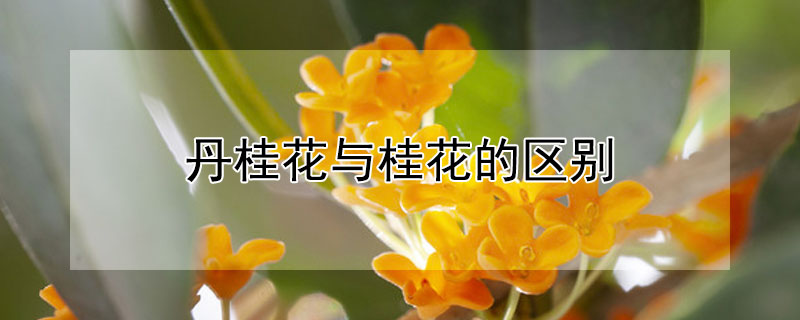 丹桂花与桂花的区别（丹桂花与桂花的区别与功效）