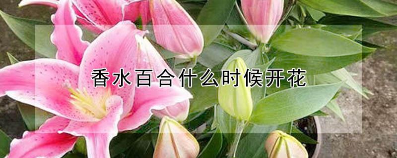 香水百合什么时候开花 香水百合什么时候开花,晚上还是晚上