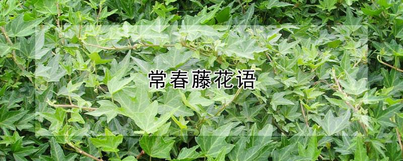 常春藤花语（常春藤花语是什么）