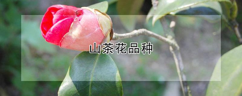 山茶花品种 山茶花品种排名