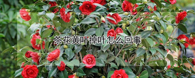 茶花黄叶掉叶怎么回事（茶花黄叶落叶是什么原因）