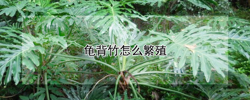 龟背竹怎么繁殖 龟背竹怎么繁殖视频