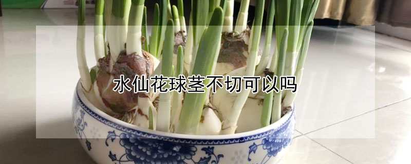 水仙花球茎不切可以吗（水仙花球不切割可以吗）