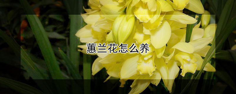 蕙兰花怎么养 蕙兰花怎么养殖方法