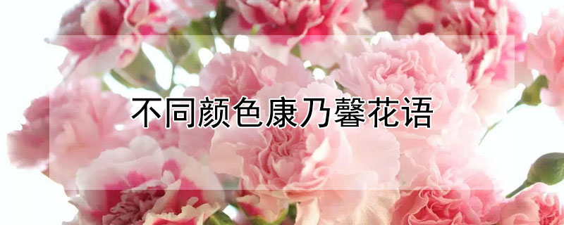 不同颜色康乃馨花语（不同颜色康乃馨花语和寓意）