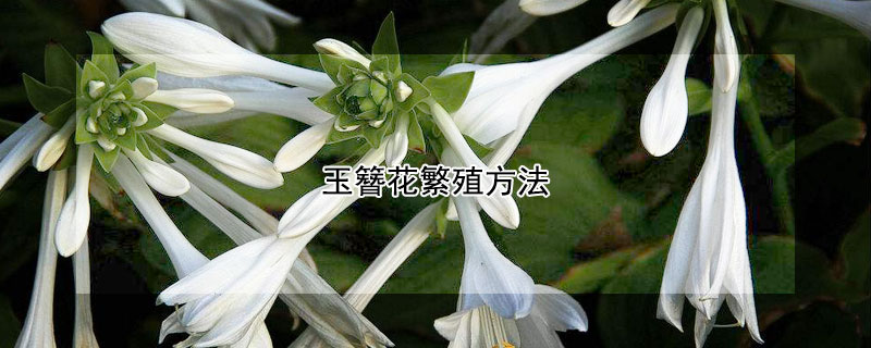 玉簪花繁殖方法 玉簪花繁殖方法