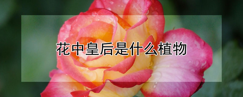 花中皇后是什么植物（花中皇后是哪个植物）