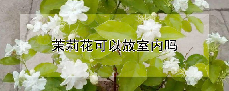 茉莉花可以放室内吗（茉莉花可以放室内吗?）