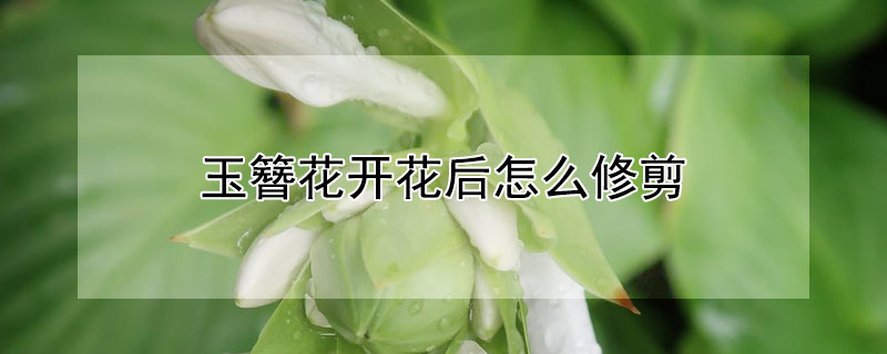 玉簪花开花后怎么修剪（玉簪花开过花后要剪花枝吗）