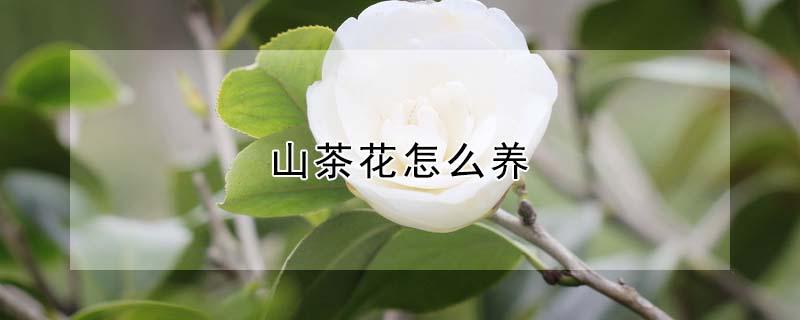 山茶花怎么养（山茶花怎么养才长得好）