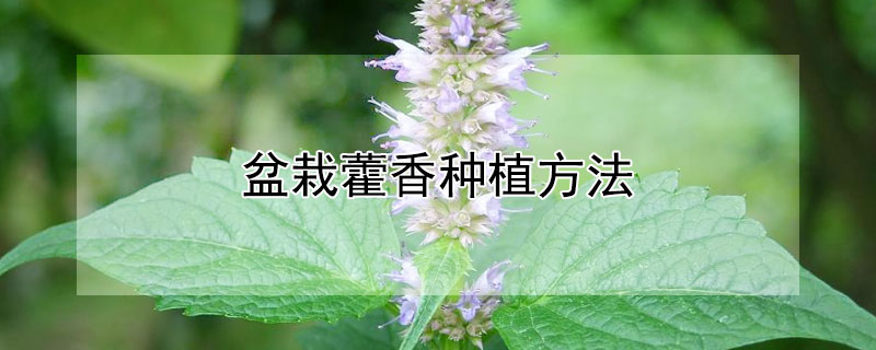 盆栽藿香种植方法 盆栽藿香种植方法和技术